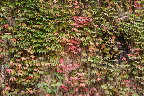 Fotografering Muro di una casa coperto di edera in autunno