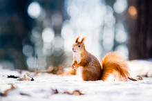 Cute Red Squirrel Looking In A Winter Scene