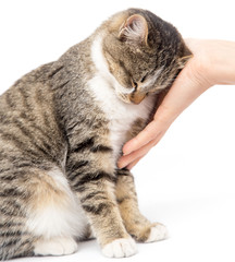 Wall Mural - caress a cat on a white background