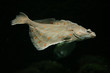 European plaice fish (Pleuronectes platessa)..