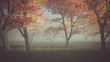 Autumn forest in the mist.
