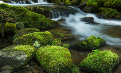 Wall Mural - river and stones with moss. natural background