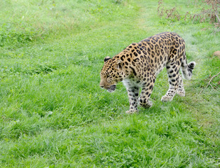 Wall Mural - Leopard Alert