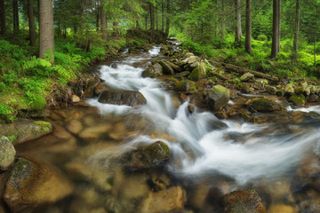  River in summer forest. Beautiful natural landscape