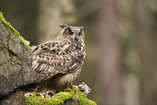 Eurasian Eagle Owl With Prey