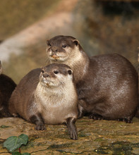 A Pair Of Oriental Short Clawed Otters