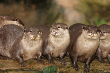 Wall Mural - A family of Oriental Short Clawed Otters