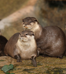 Wall Mural - A pair of Oriental Short Clawed Otters