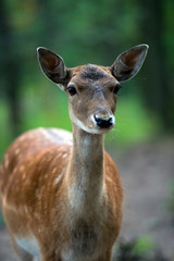 Poster - Spotted deer