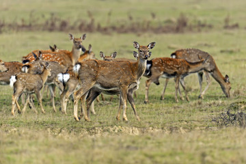 Poster - Spotted deer