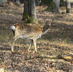 Poster - Spotted deer