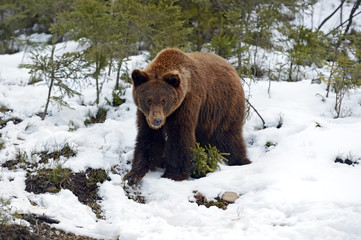 Wall Mural - brown bear in the woods in winter