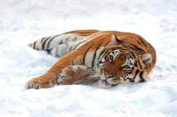 Canvas Print - Amur Tiger