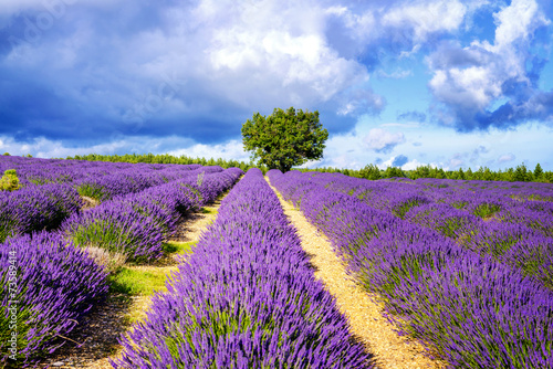 Fototapeta na wymiar LAVENDER IN SOUTH OF FRANCE