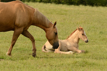 American paint mare and colt