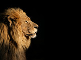 Portrait of a big male African lion on black