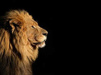 portrait of a big male african lion on black