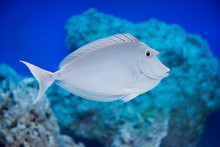 Naso Unicornis - Bluespine Unicornfish