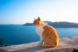 A cat in Santorini