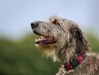 Poster - Irish Wolfhound dog