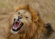 Roaring Lion 3