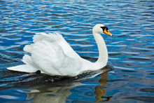 Mute Swan (Cygnus Olor) In Lake