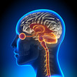 © decade3d - Brain Stem / Cerebellum / Optical Nerve / Female Brain Anatomy