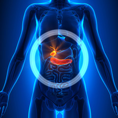 Gallbladder / Pancreas - Female Organs - Human Anatomy