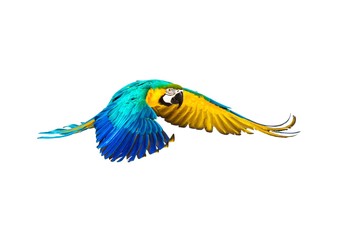 Fototapete - Colourful flying parrot isolated on white