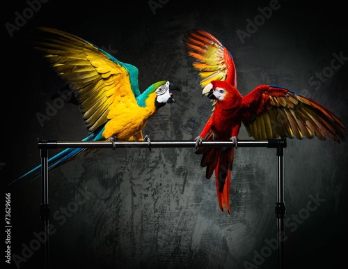 Fototapeta Papugi  dwie-kolorowe-papugi-walcza