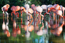  Flamingos Standing In Water Of Pond