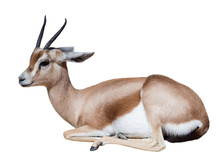 Sitting  Dorcas Gazelle On White