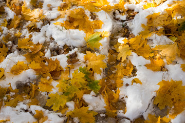 Wall Mural - autumn leaves in the snow