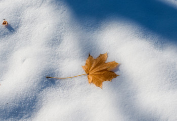 Wall Mural - autumn leaves in the snow