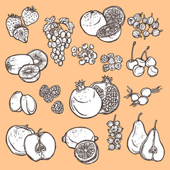 Sticker - Fruits and berries sketch icons