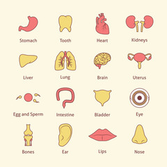 Wall Mural - Human organs icons flat line