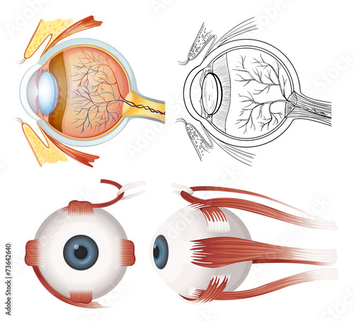 Naklejka nad blat kuchenny Anatomy of the eye