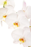 Fototapeta Panele - Close-up of white orchids flowers on white background