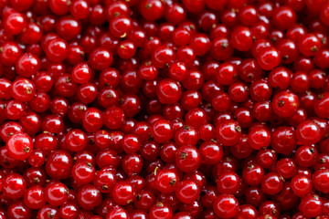 Background red currants