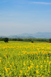 sunflowers field on mountain background