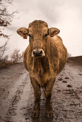 Cow on the road