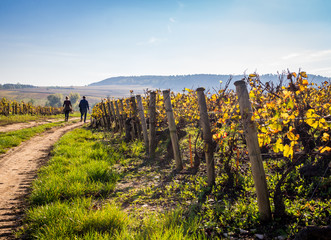 Wall Mural - promenade automnale dans les vignes