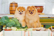 Smiling spitz dogs and autumn harvest decoration