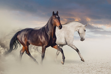 Wall Mural - Group of two horse run on desert against beautiful sky