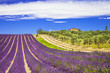 lavender in Provence, France