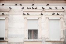 Pigeons On A Building Facade
