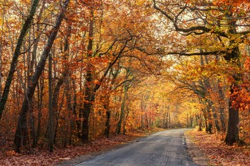 Wall Mural - Vivid fall colors in forest
