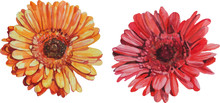 Isolated Gerbera Flowers Made In Watercolor