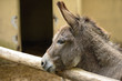Gray Italian Sardinian Donkey