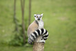 Lemur sitting on a log funny staring fixed gaze big eyes